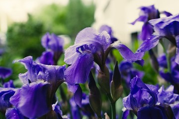 Purple violet iris flowers close up © stfole