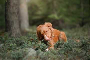 Dog Nova Scotia duck tolling Retriever outdoors in the morning