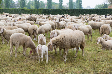 Obraz premium Herd of sheep that burns the grass