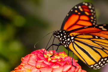 Monarch butterfly close up macro shot