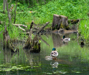 Wild duck mallard in pond