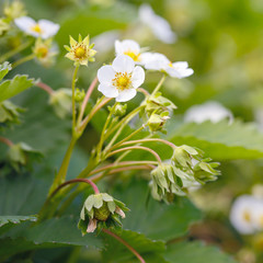 Blossoming strawberries in the summer garden.