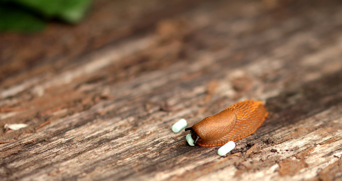Nacktschnecke raspelt Korn