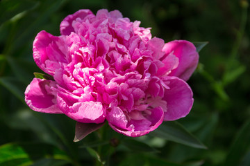 Beautiful peony flower in garden