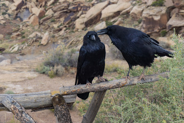 A pair of ravens grooming each other in the Petrified Forest National Park, Arizona.