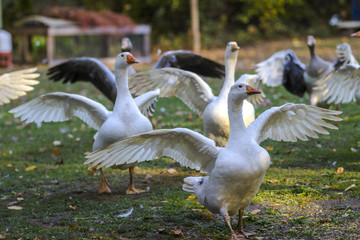 Gaense im Freigehege