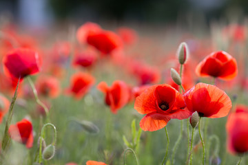 Mohn auf dem Feld