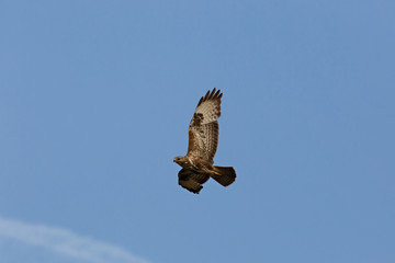 Buzzard with spread wings on the background of the morning sky. Buteo buteo