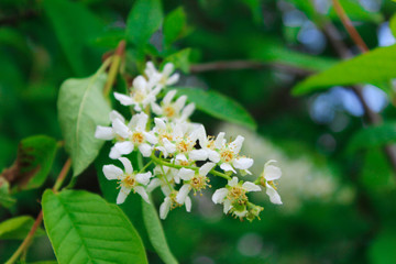 Flowers on a tree