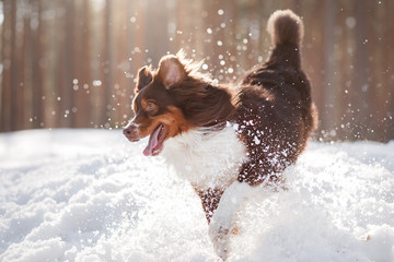 The dog is the Australian shepherd in the snow