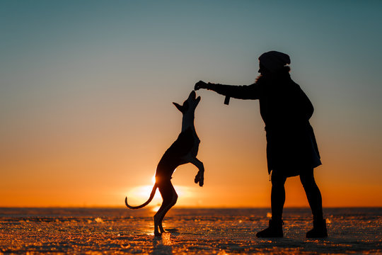 Dog and man at sunset