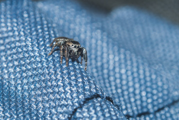 Spider-jumper on clothes man,