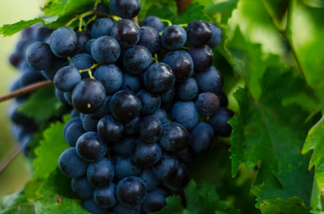  Red grapes on table in vineyard