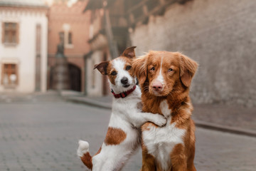 Two dogs in old town
