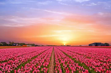 Crédence de cuisine en verre imprimé Tulipe Champs de tulipes dans la campagne des Pays-Bas au printemps