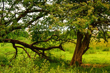 Fototapeta premium Countryside landscape