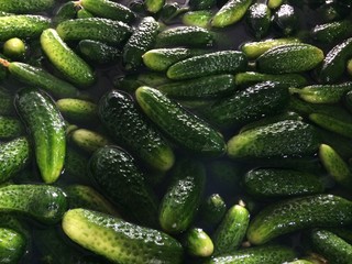 Fresh cucumber background