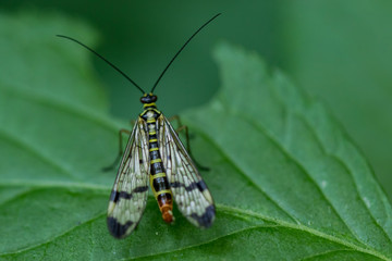 Soldier Beetle in natural environment