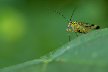 Soldier Beetle in natural environment