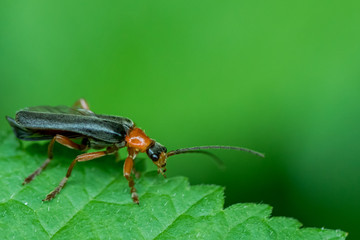 Soldier Beetle in natural environment