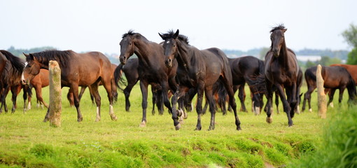 run boys run, wild horses running in a herd of young horses