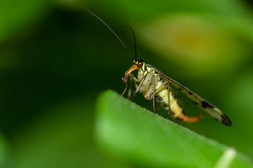 Soldier Beetle in natural environment