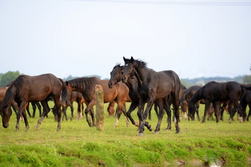 Obraz premium Mädchentraum, eine Herde junger Pferde läuft vorbei
