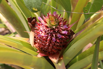 Pineapple on a Field in Mexico