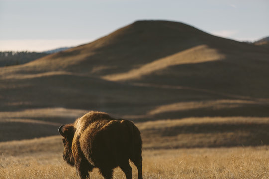 Bison In Custer State Park South Dakota