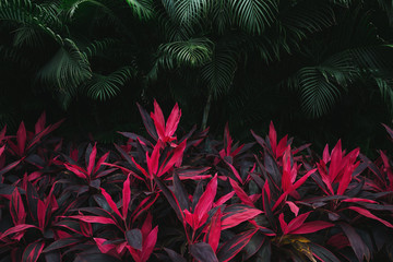 Pink tropical leaves and palm trees