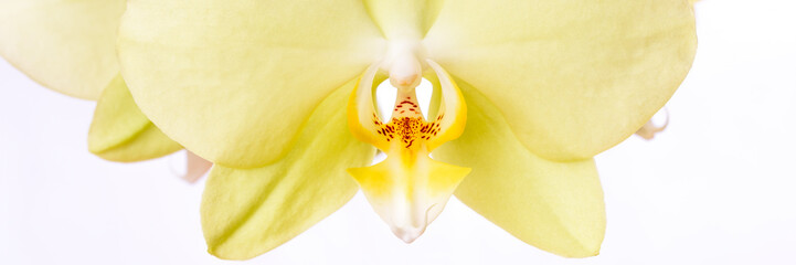 Gelbe Phalaenopsis Orchidee isoliert vor weißem Hintergrund - Banner