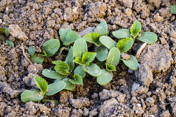 Melon buds newly emerging from seed, new melon plant, natural garden paintings
