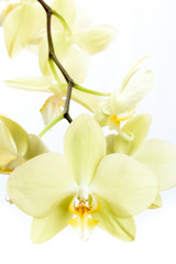 Naklejka na ściany i meble Phalaenopsis Orchidee - High Key - isoliert vor weißem Hintergrund