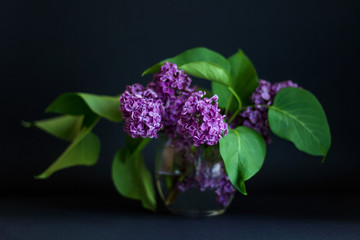 Branch of syringa, purple lilac with green leaves in a small glass vase on the dark background.