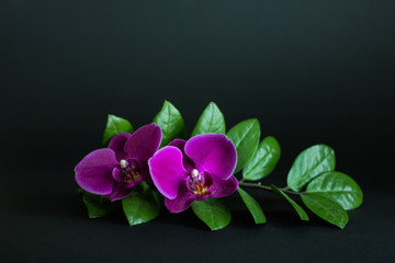 Composition of house plants of Zamioculcas zamiifolia or ZeeZee plant branch with pink orchids on dark background.