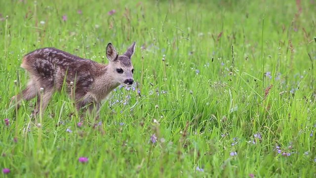 Young wild roe deer in grass, Capreolus capreolus. New born roe deer, wild spring nature.
