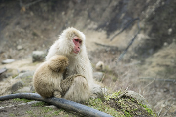 Nagano Snow Monkey