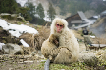 Nagano Snow Monkey