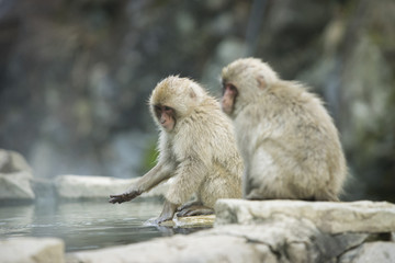 Nagano Snow Monkey