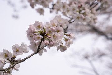 Cherry Blosom in Takada Castle Park