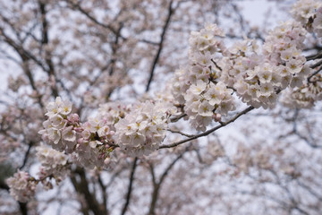 Cherry Blosom in Takada Castle Park