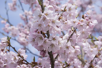 Cherry Blosom in Takada Castle Park