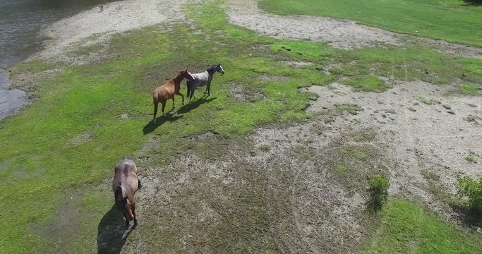 Aerial drone scene of three wild horses walking free on a grass coast next to Lacar lake in Patagonia Argentina.