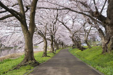 Fototapeta na wymiar Cherry Blosom in Takada Castle Park