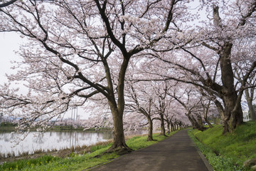 Obraz premium Cherry Blosom in Takada Castle Park