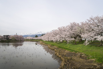 Cherry Blosom in Takada Castle Park