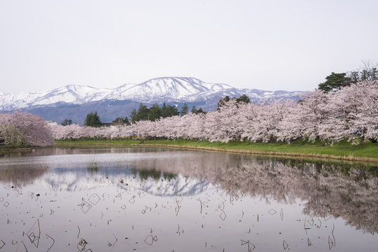 Cherry Blosom in Takada Castle Park