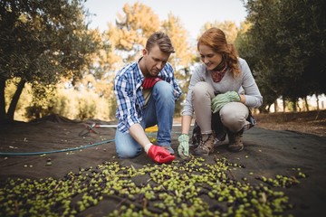 Man and woman working at olive farm