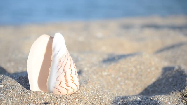 Sea cockleshells on the beach.