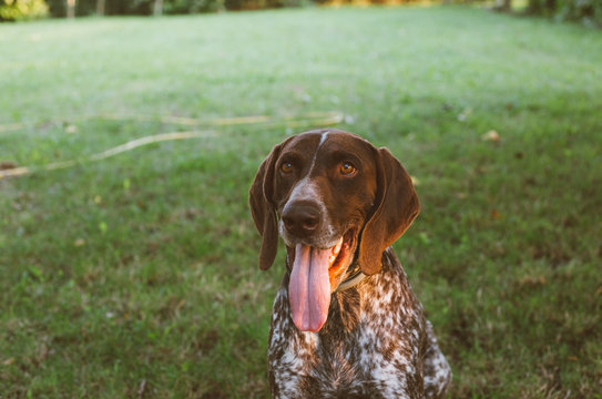 Portrait of a happy german shorthaired pointer